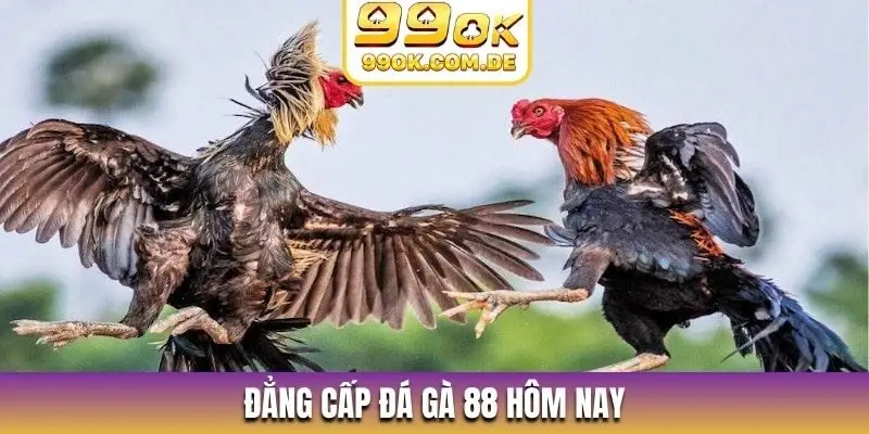 Đẳng cấp đá gà 88 hôm nay