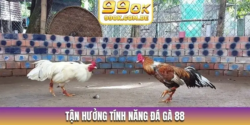 Tận hưởng tính năng đá gà 88